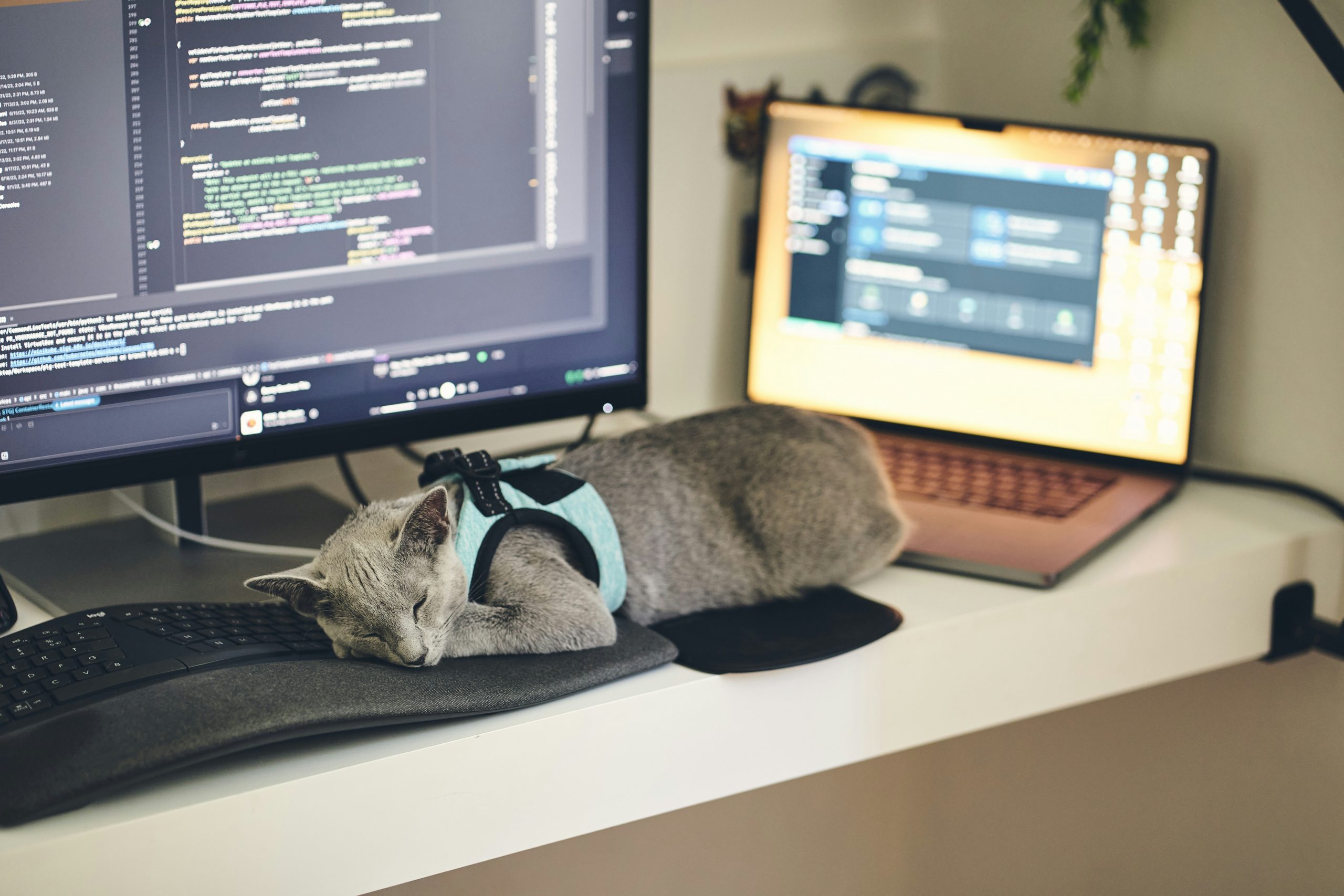Remote Work Opportunities Based in New York 🏡💻